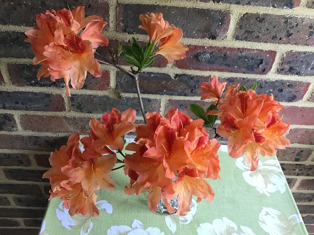 Unknown Exbury hybrid